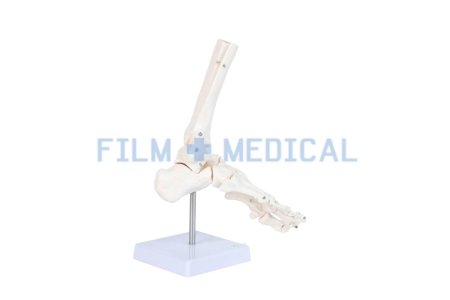 Foot Model on Stand
